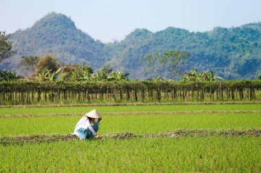 Beyaz Ao Dai şapkalı Vietnamlı kadın, Vietnamlı elbise ve pirinç tarlasında tarım ekibi olarak yeşil pantolon.
