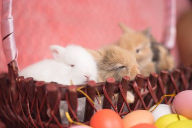 Pembe renkli Paskalya yumurtaları ile genç küçük yeni doğan tavşan