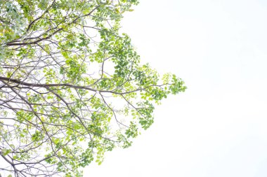 Ağaç dalı ve beyaz arka plan üzerinde beyaz izole, yeşil yapraklar