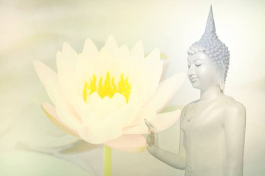 Çiçek açması lotus çiçek, doğa arka plan closeup