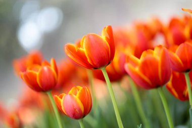 Güzel çiçek açması lale yeşil yaprakları bahçesinde bulunan arka plan bulanık, Chiang Rai parkta