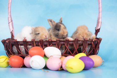 Genç yeni mavi arka plan ile renkli Paskalya tavşan yumurta tarihi.