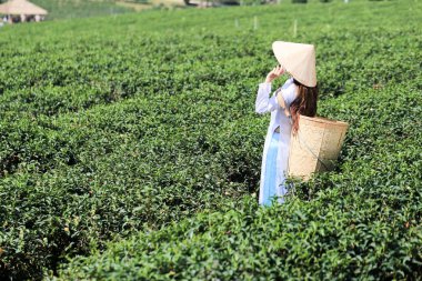 Beyaz Aadai 'li Vietnamlı kadın mı yoksa yeşil çay tarlasında çalışan hasır şapka ve sepetli geleneksel Vietnamlı kadın mı?