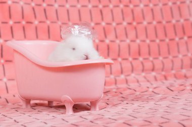 Pembe bez arka plan banyo olarak genç bebek tavşan pembe banyo küvet. 3 hafta eski küçük tüylü tavşan
