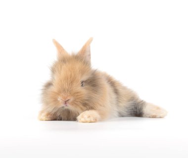 Beyaz arka plan üzerinde izole şirin bebeği tavşan closeup