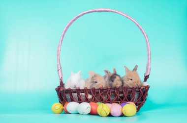 Genç yeni mavi arka plan ile renkli Paskalya tavşan yumurta tarihi.