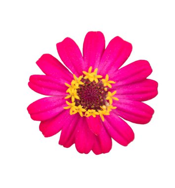 Beyaz arka plan üzerinde izole kırmızı çiçeği gerbera