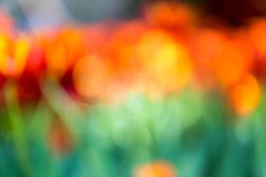 Güzel çiçek açması lale yeşil yaprakları bahçesinde bulunan arka plan bulanık, Chiang Rai parkta