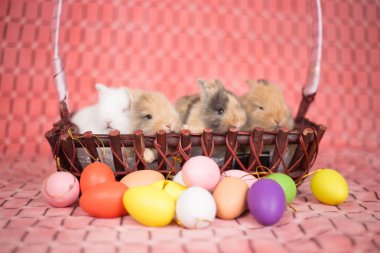 Pembe renkli Paskalya yumurtaları ile genç küçük yeni doğan tavşan