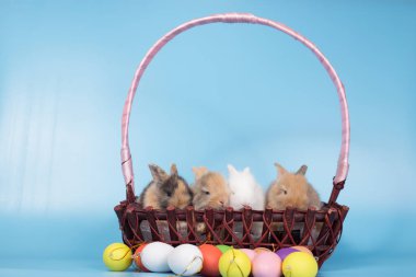 Genç yeni mavi arka plan ile renkli Paskalya tavşan yumurta tarihi.