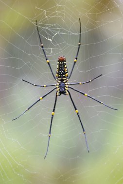 Dev örümcek ile bokeh arka plan olarak web üzerinde. Ormandaki ürpertici böcek