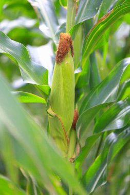 Taze genç yeşil tarım organik tarımı için mısır büyüyen