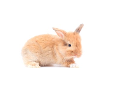 Beyaz arka plan üzerinde izole şirin bebeği tavşan closeup