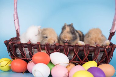 Genç yeni mavi arka plan ile renkli Paskalya tavşan yumurta tarihi.