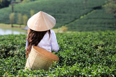 Beyaz Aadai 'li Vietnamlı kadın mı yoksa yeşil çay tarlasında çalışan hasır şapka ve sepetli geleneksel Vietnamlı kadın mı?