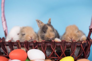 Genç yeni mavi arka plan ile renkli Paskalya tavşan yumurta tarihi.