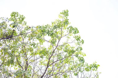 Ağaç dalı ve beyaz arka plan üzerinde beyaz izole, yeşil yapraklar