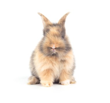 Beyaz arka plan üzerinde izole şirin bebeği tavşan closeup