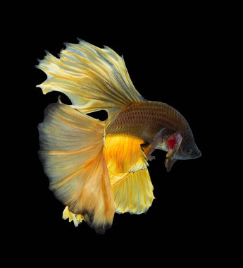 Güzel Siyam mücadele balık veya egzotik daha iyi splenden, closeup vurdu 