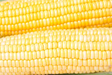 İzole beyaz zemin üzerine taze sarı Mısır