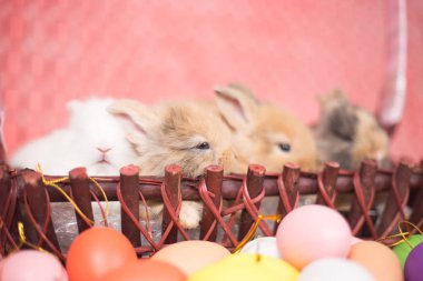 Pembe renkli Paskalya yumurtaları ile genç küçük yeni doğan tavşan