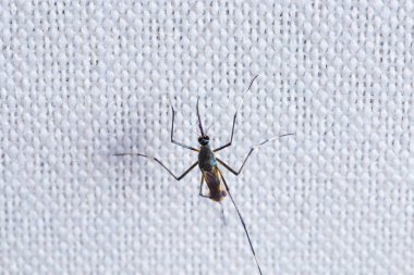 Beyaz kumaş, closeup görünümü sivrisinek