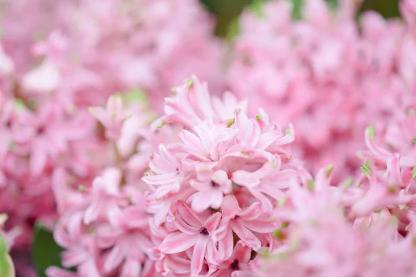 Kolorowy Hyacynths Ogrodzie Cud Pachniało Posadzone Kwiaty Słynny Produkcji Perfum — Zdjęcie stockowe