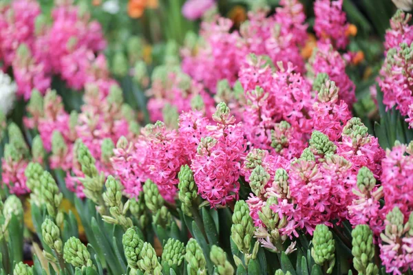 Bunte Hyazinthen Garten Wunder Duftende Gepflanzte Blumen Berühmt Für Die — Stockfoto