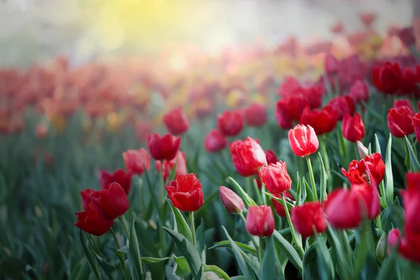 Güzel çiçek açması lale yeşil yaprakları bahçesinde bulunan arka plan bulanık, Chiang Rai parkta