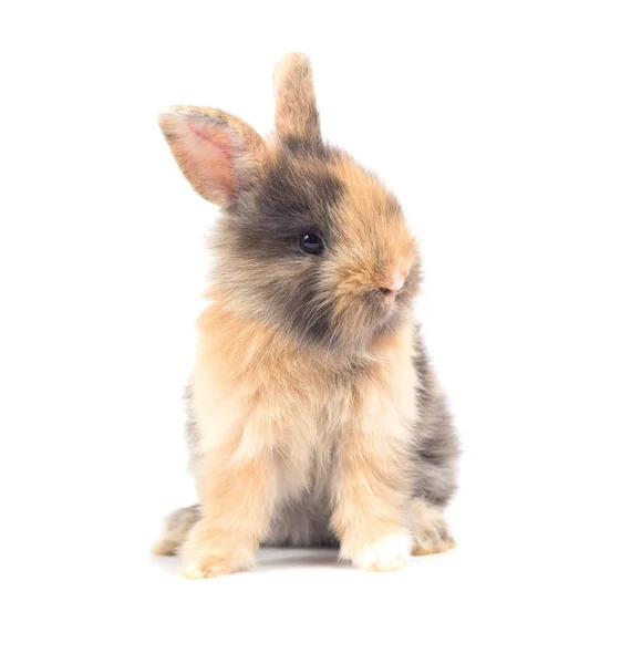 Närbild Söt Baby Kanin Isolerad Vit Bakgrund — Stockfoto
