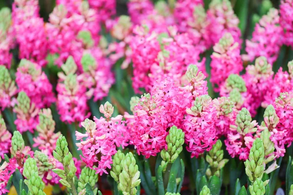 Färgglada Hyacinter Trädgården Konstigt Luktade Planterade Blommor Känd För Att — Stockfoto