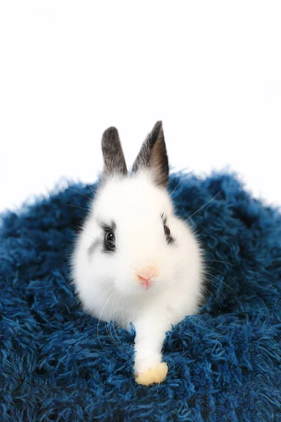 Closeup Cute White Black Small Netherlands Dwarf Rabbit Adorable Little — Stock Photo, Image