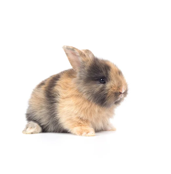 Closeup Cute Baby Rabbit Isolated White Background — Stock Photo, Image