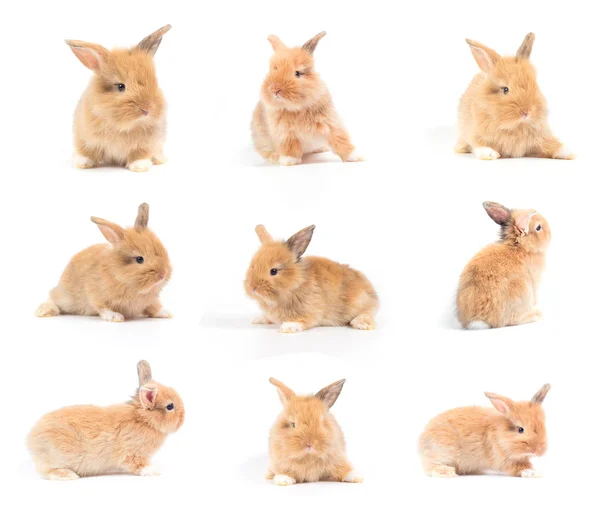 Gros Plan Bébé Lapin Mignon Isolé Sur Fond Blanc — Photo