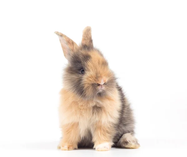 Closeup Cute Baby Rabbit Isolated White Background — Stock Photo, Image