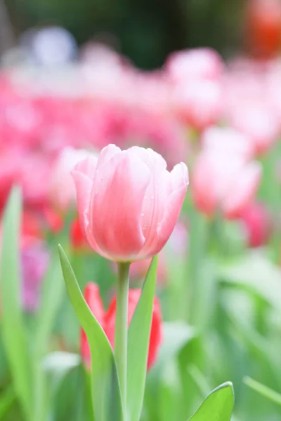 Красивые Цветущие Тюльпаны Зелеными Листьями Саду Размытым Фоном Парк Чианграй — стоковое фото