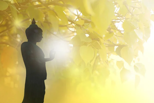 Pho Oder Bodhi Baum Frisches Grünes Blatt Der Thailändischen Religion — Stockfoto