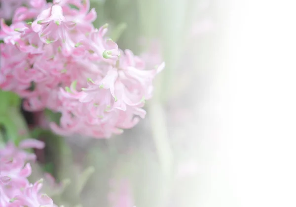 Hyacynths Colorido Jardim Maravilha Cheirou Flores Plantadas Famoso Por Fazer — Fotografia de Stock