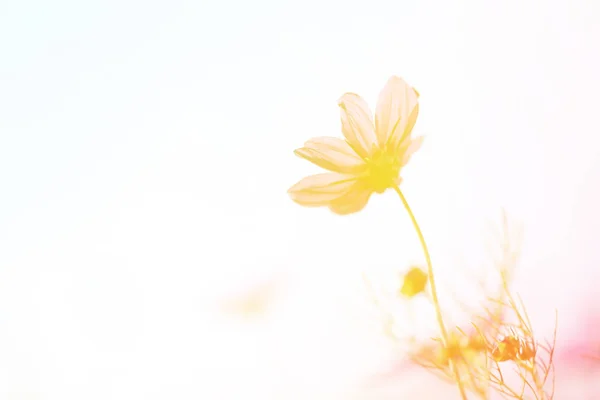 Belo Campo Flores Pastel Rosa Colorido Lindo Cosmos Natureza Dia — Fotografia de Stock