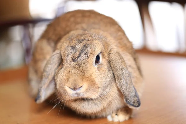 Brown Hollands Lop Conejo Peludo Lindo Grandes Orejas Abajo Cabeza —  Fotos de Stock