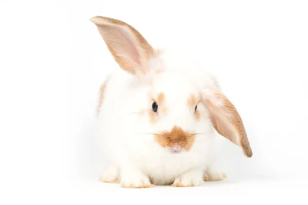 Молодой Кролик Белом Фоне Изолированный — стоковое фото