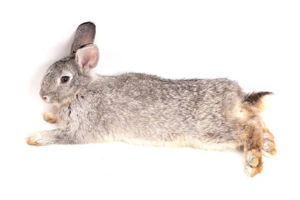 Closeup Šedý Králík Bílém Pozadí — Stock fotografie