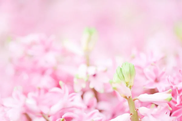 Hyacynths Colorido Jardim Maravilha Cheirou Flores Plantadas Famoso Por Fazer — Fotografia de Stock