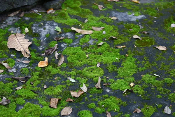 Musgo Verde Suelo Humedal Selva Tropical Tiene Clima Adecuado Para — Foto de Stock