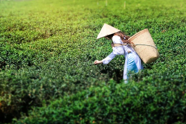 Vietnamese woman in white ao dai or Vietnamese  traditional dress with straw hat and basket working  in green tea field