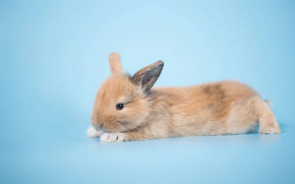 Young Small New Born Rabbit Blue Background Closeup Shot — Stock Photo, Image