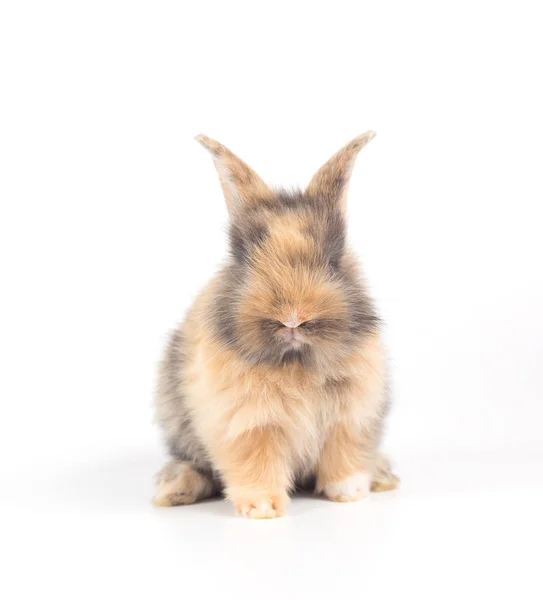 Closeup Cute Baby Rabbit Isolated White Background — Stock Photo, Image