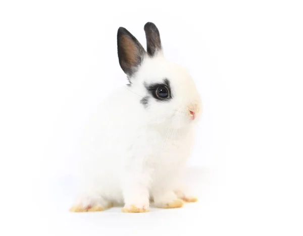 Closeup Cute White Black Small Netherlands Dwarf Rabbit Adorable Little — Stock Photo, Image