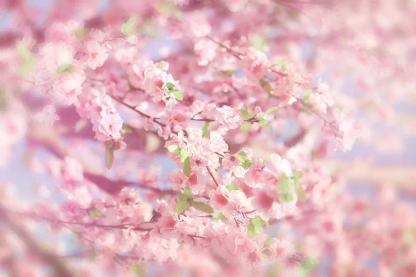 Szép Virág Pink Japán Sakura Virágokat Háttér Val Másol Hely — Stock Fotó