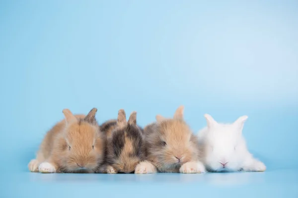 Jeunes Petits Lapins Nouveau Nés Sur Fond Bleu Gros Plan — Photo